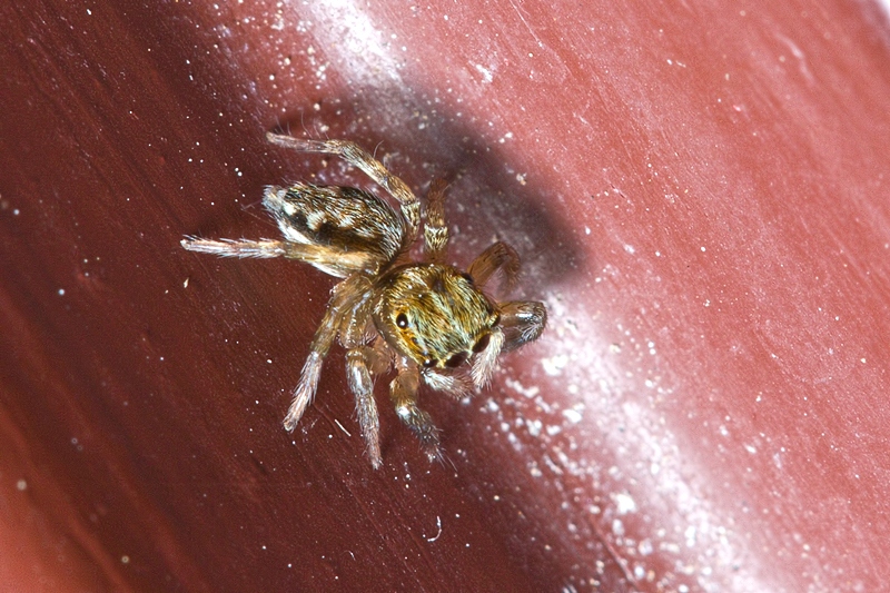 Salticidae da Malta Euophrys sp.?